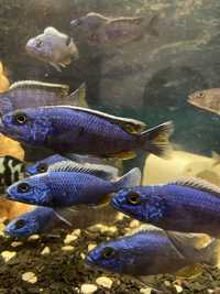 Хаплохромис васильковый Цихлида Sciaenochromis fryerі