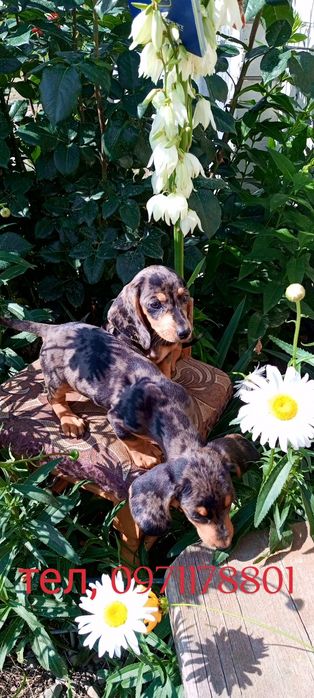 Такси міні
    Мають гарну вроду та веселу вдачу.