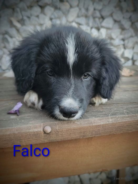 Border collie cudowny piesek przebadani rodzice do odbioru