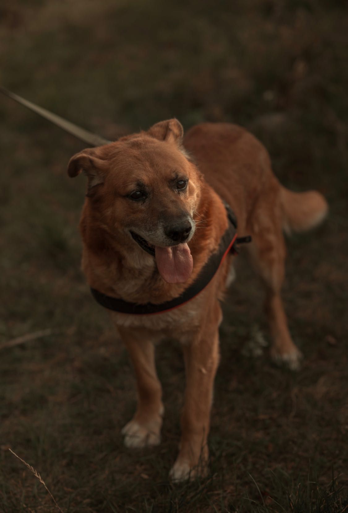 Rudi - mądry, kochany pies do adopcji