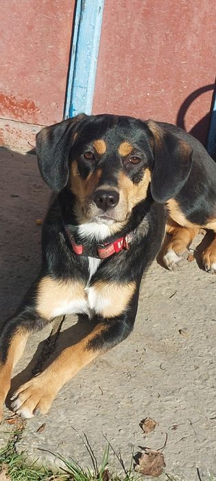 Подаруємо милу собачку