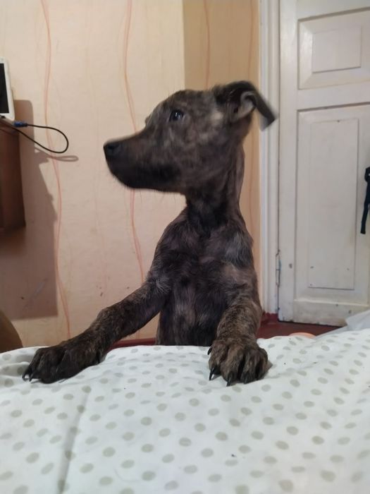 Метис пітбуля, 5 місяців