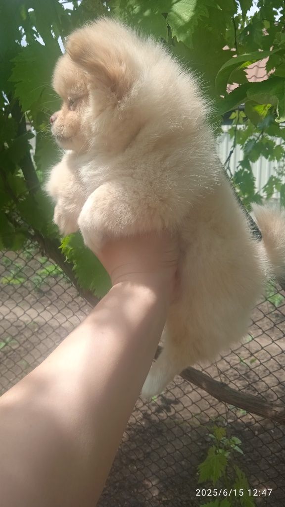 Продам щенка чихуахуа