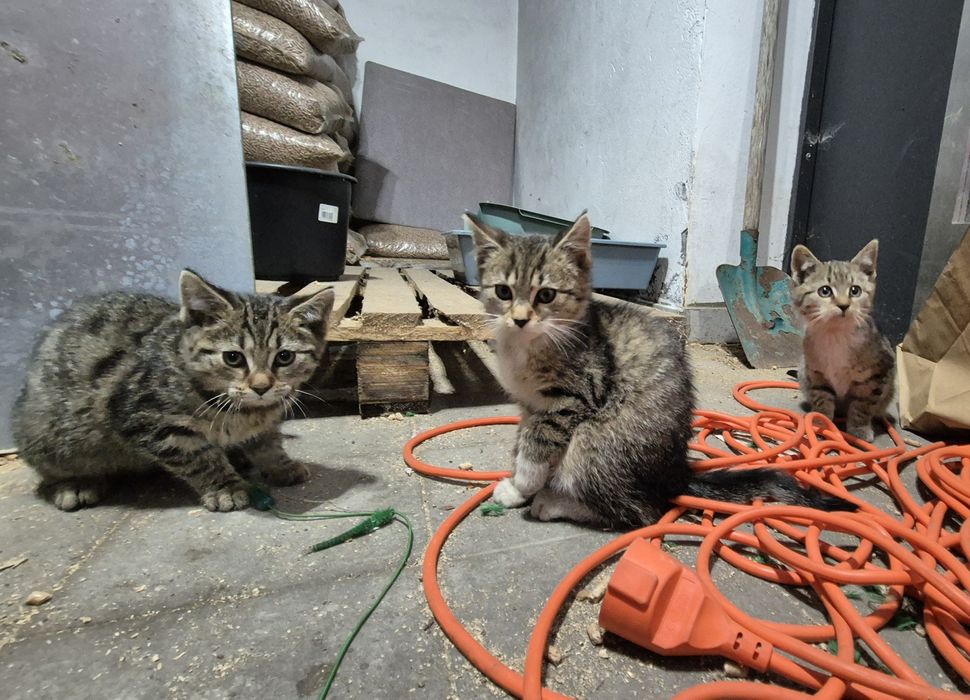 Śliczne dziewczynki, 3 małe kotki szukają domu