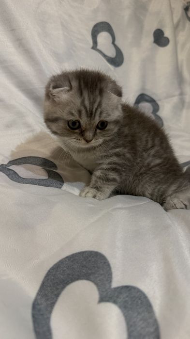 Шотландські кошенята