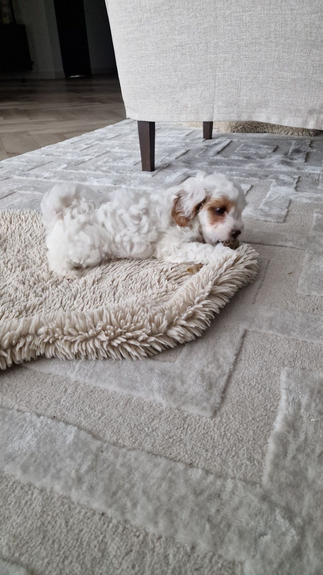 Maltipoo  piesek