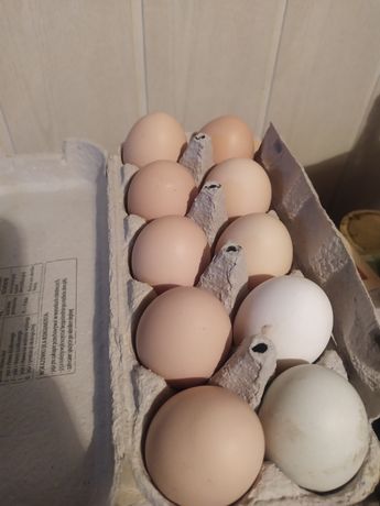 Jajka jaja  wiejskie od kur z wolnego wybiegu