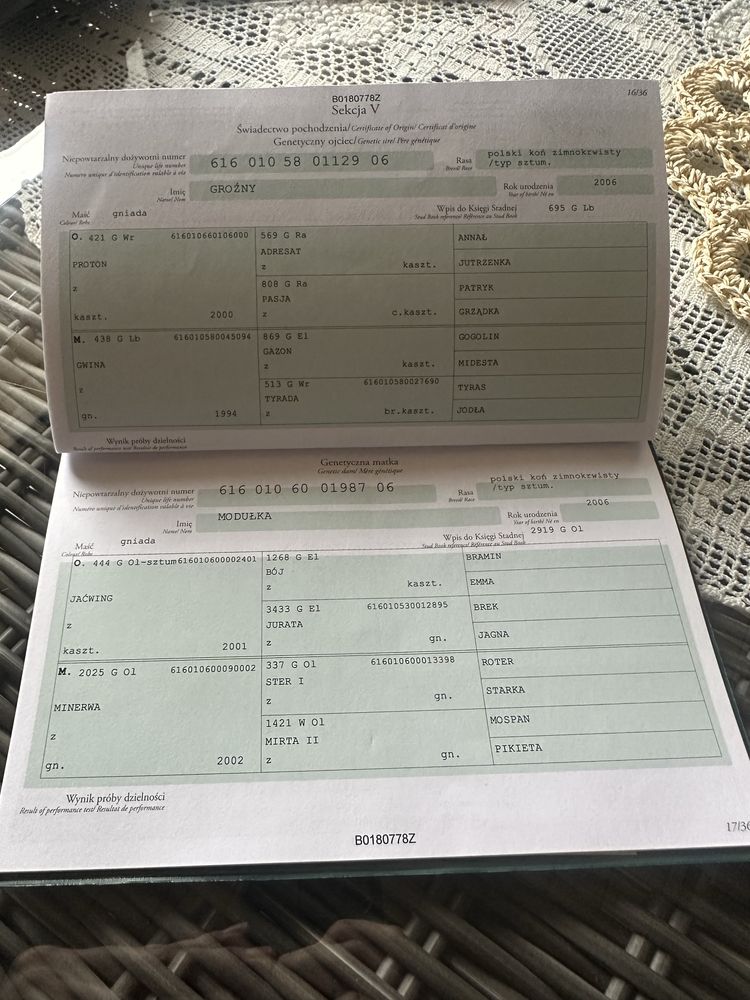 Klacz zimnokrwista w typie sztumskim, sztum ze źrebakiem