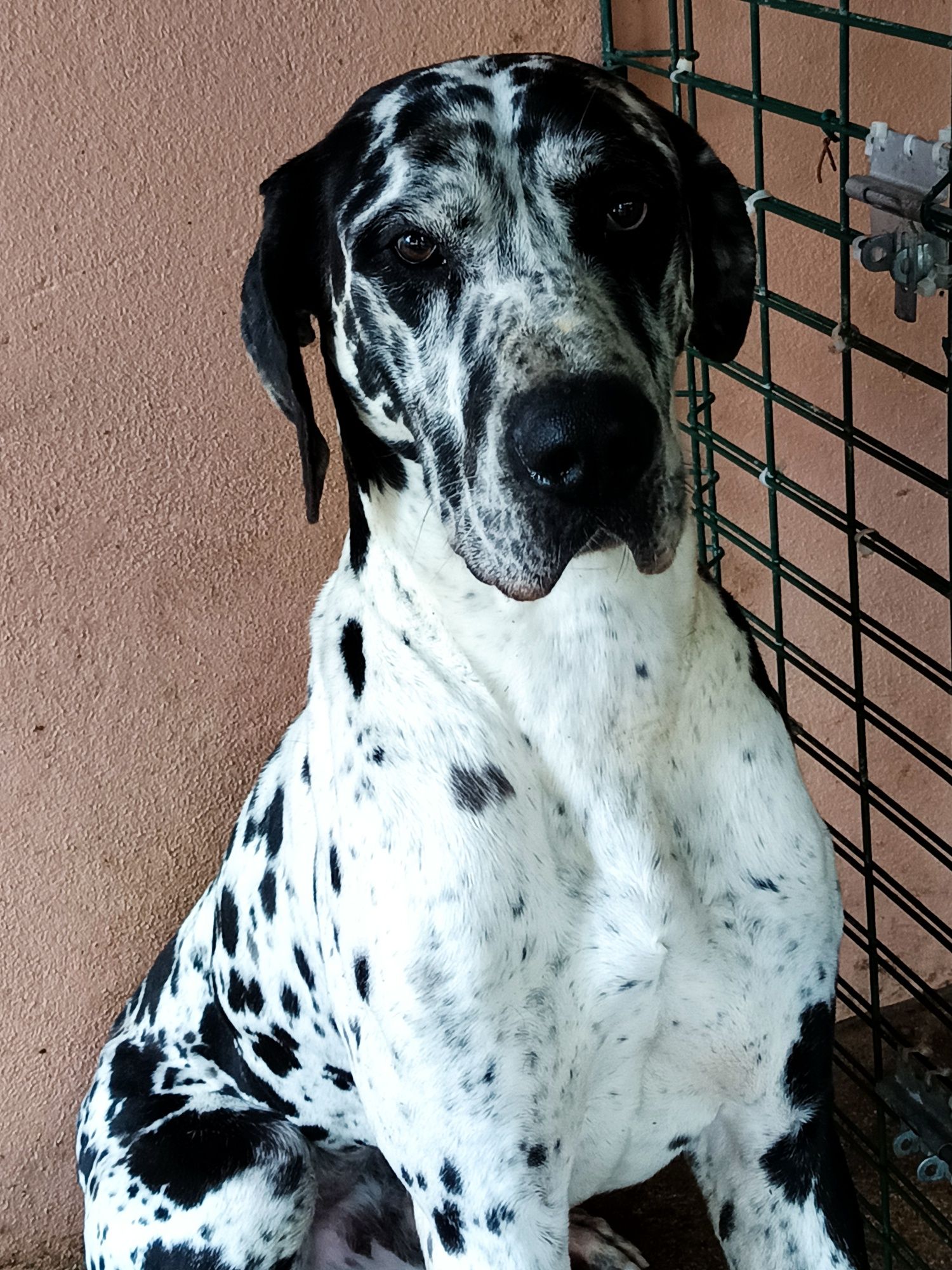 Dou    cão macho