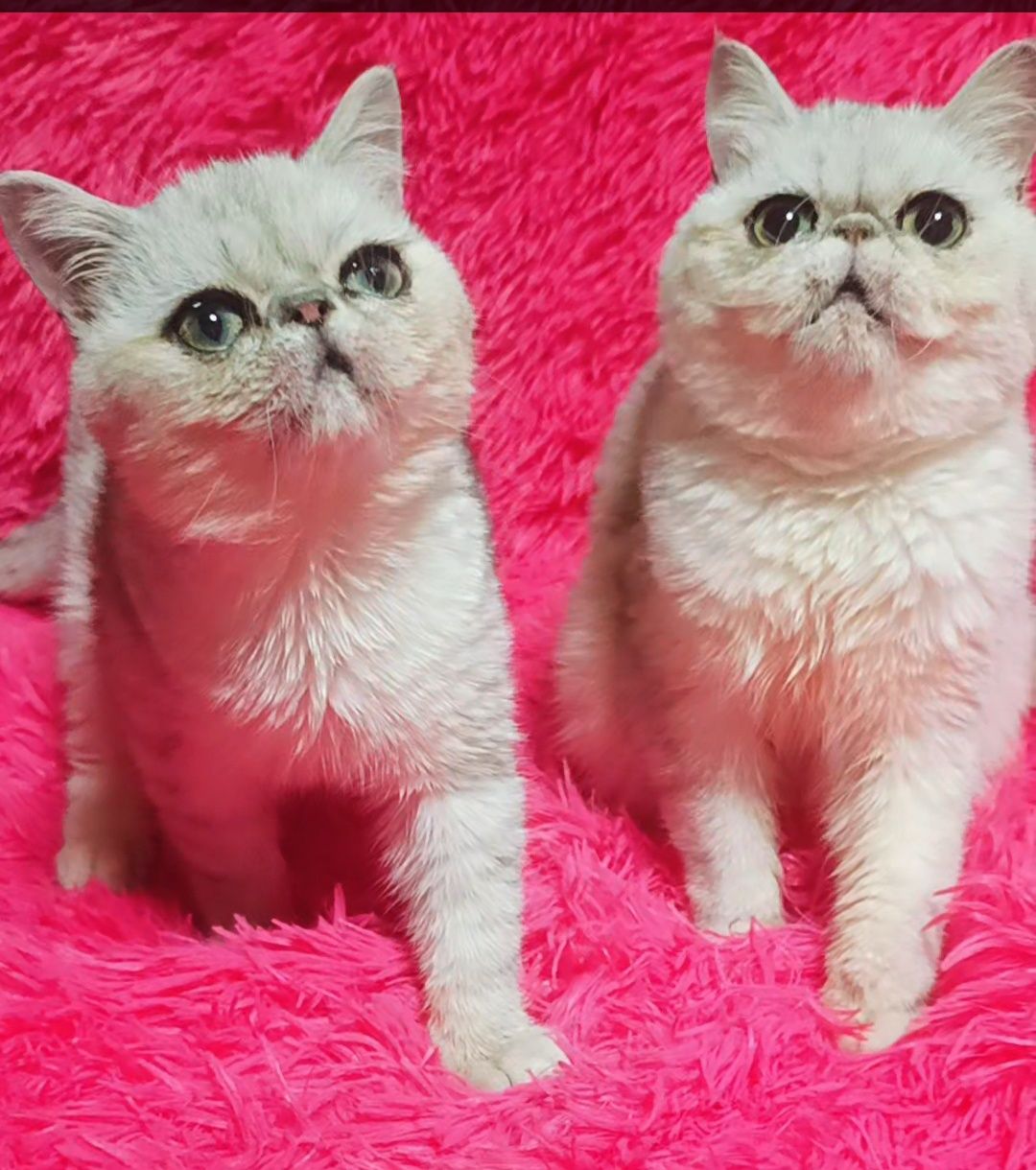 Лагідне кошеня Екзот(Київ)