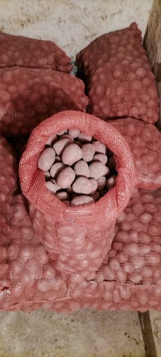 Ziemniaki bellarosa wielkość sadzeniaka