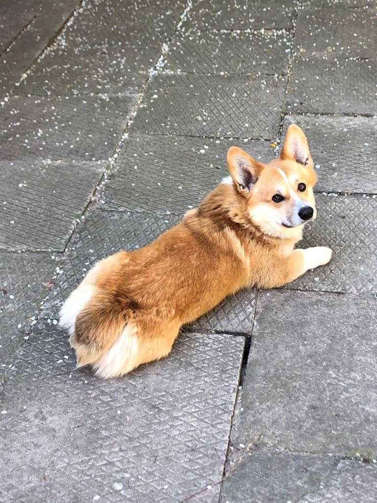 Welsh Corgi Pembroke Naturalny Bobtail