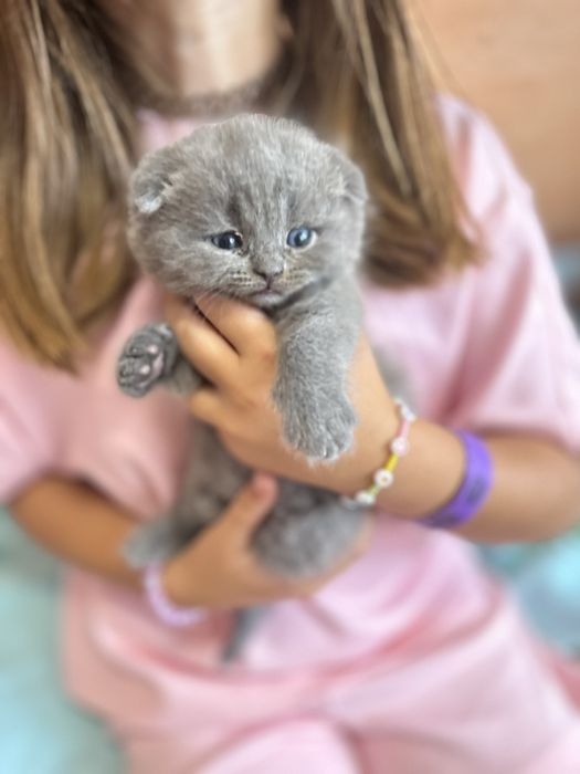 Британские котята