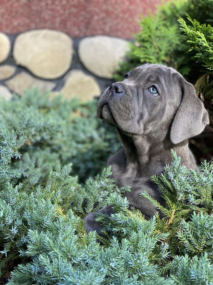 Топ щенки офііційного питомника-Cane corso