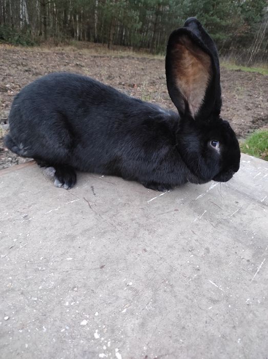 Sprzedam ładną czarna samiczkę