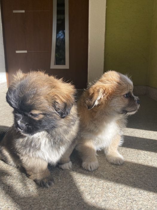 Oddam pieski w dobre rece