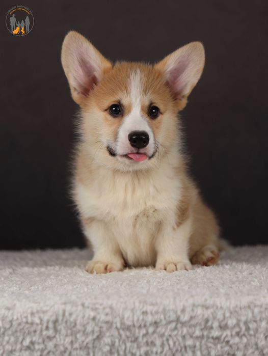 Welsh Corgi Pembroke ZKwP FCI po pięknych  rodzicach rezerwacja