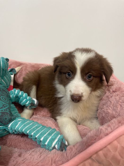 Border collie 2 meses femea