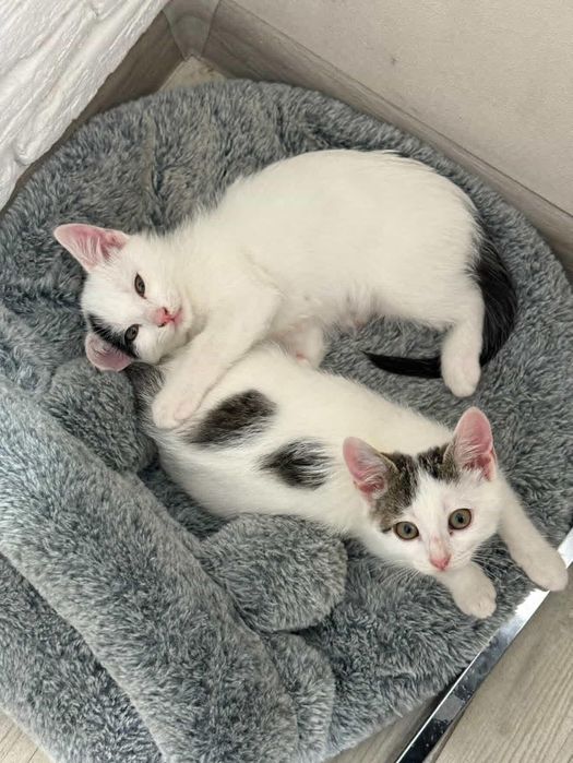 Котик і киця ,дуже ніжний
