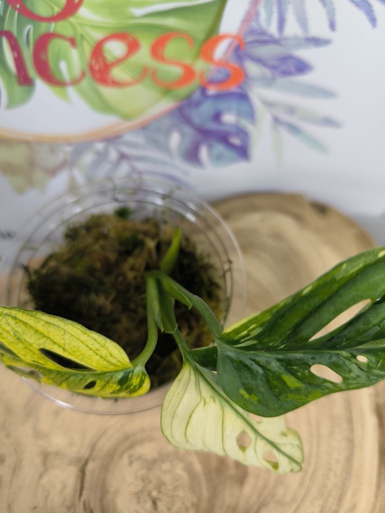 Monstera adansonii variegata aurea monkey mask kolekcjonerska