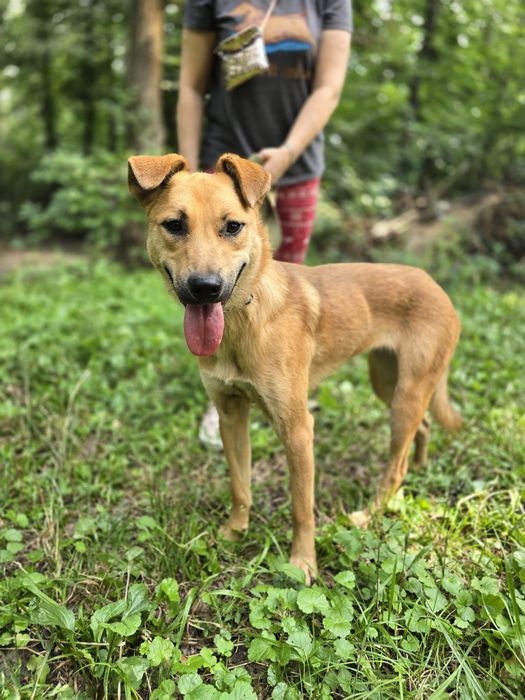 Собака в добрі ручки!