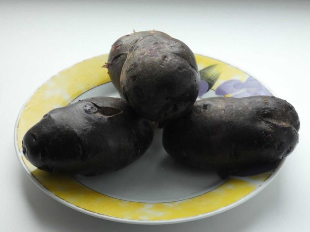 Картопля фіолетова Вітелотт.