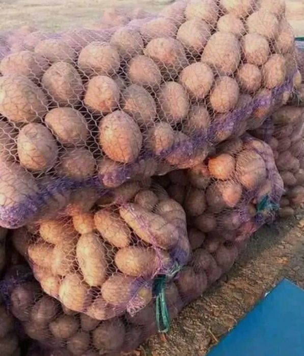 Велика картопля Тайфун