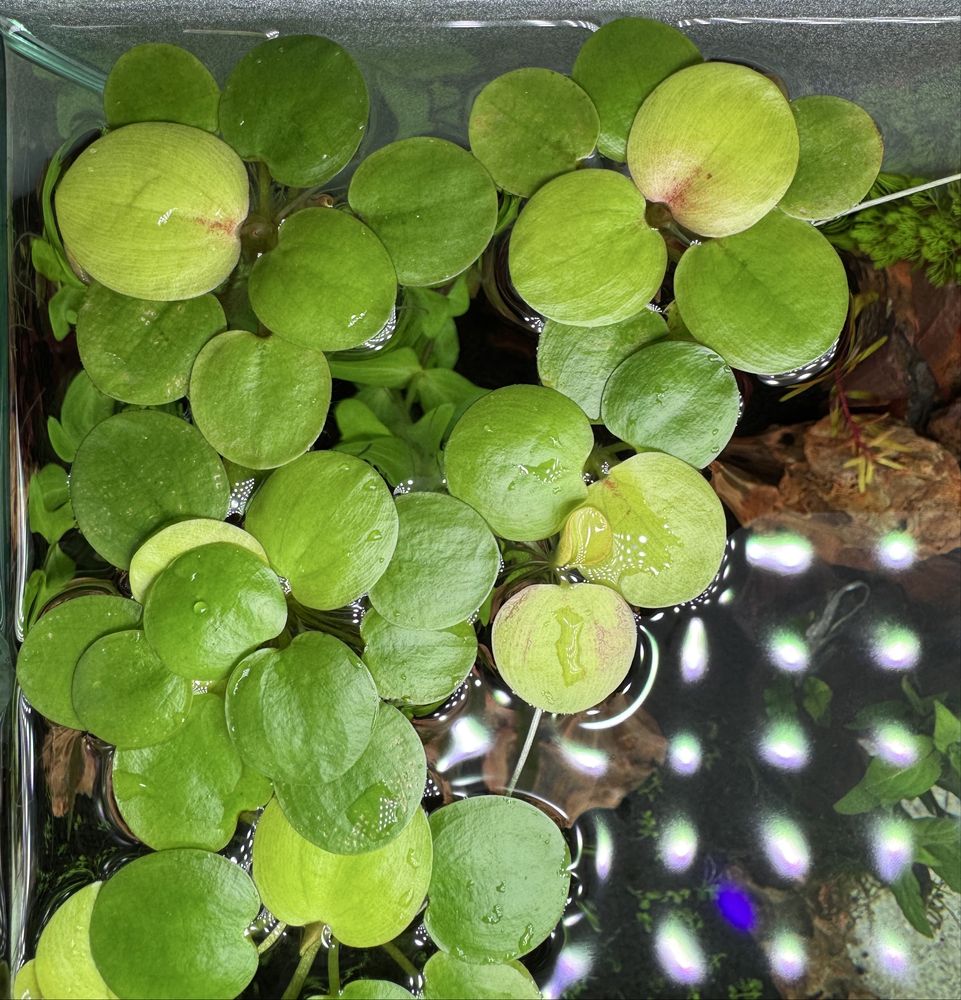 Vendo ou troco plantas flutuantes (limnobium laevigatum)