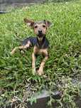 Tristan - 6 meses, xPinscher (3kg)