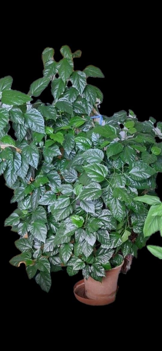 Hibiskus Ketmia 165 cm Kolor kwiatów pomarańczowy