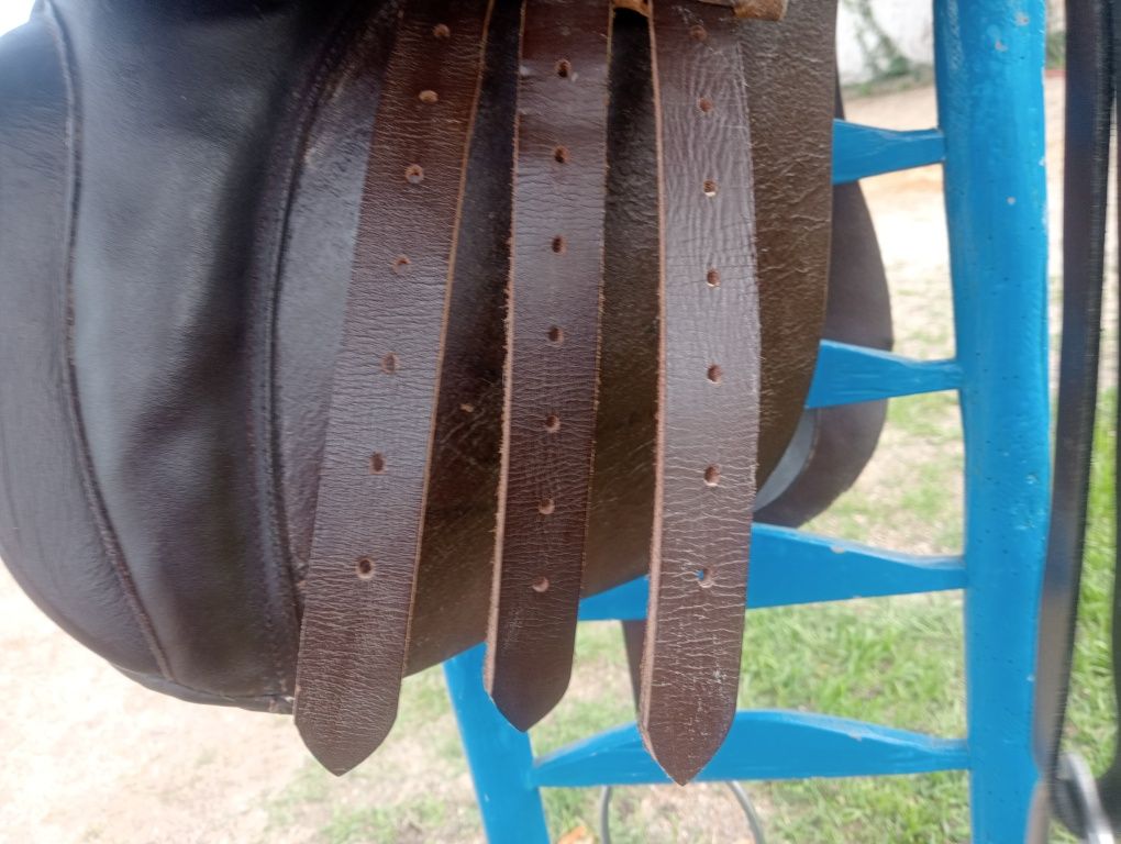 Cavalo, égua,poldro