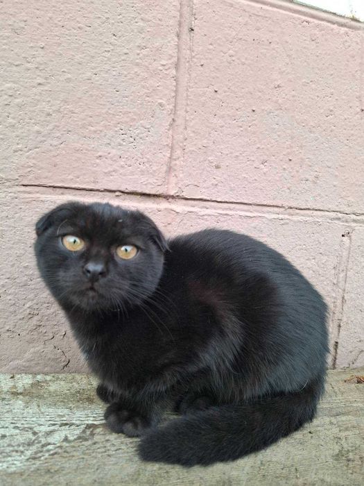 Коти  висловухі, чорні