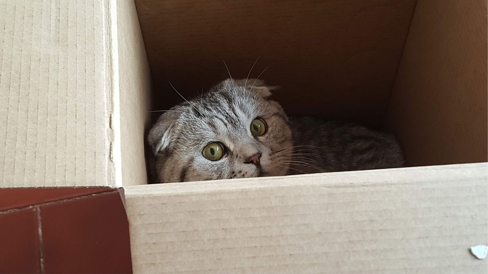 Scottish Fold Acasalamento