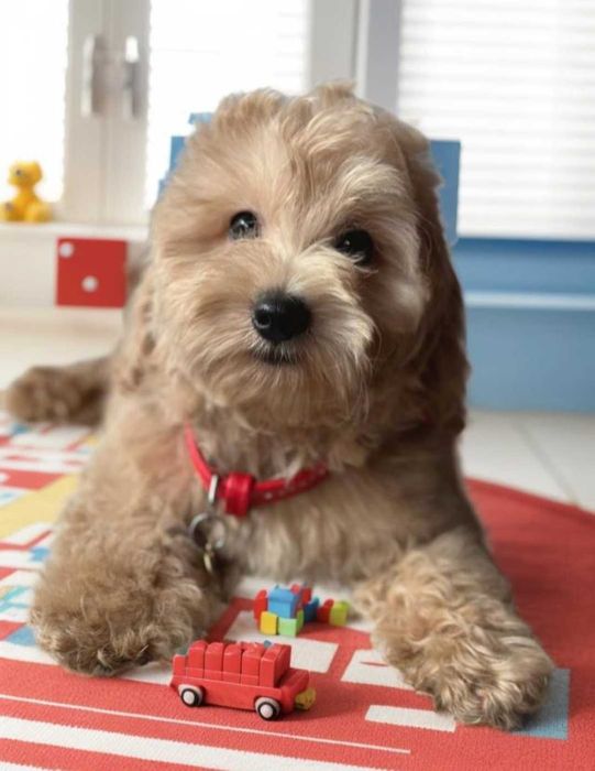 Мальтипу Ф - 1. Девочка карамелька.