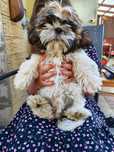 Shih Tzu z rodowodem