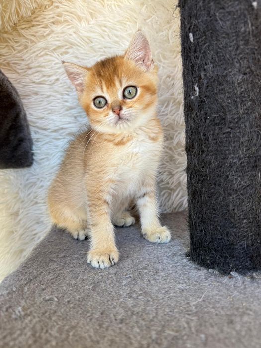 Femea british shorthair golden
