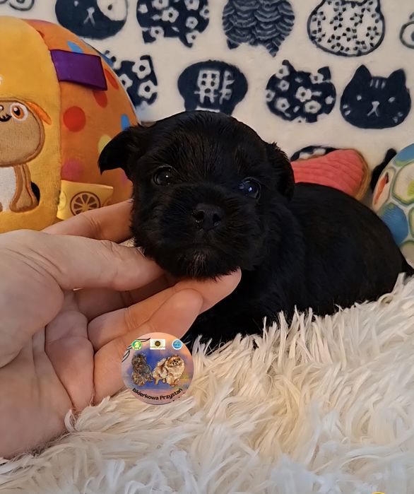 Śliczny piesek Yorkshire Terrier Black.