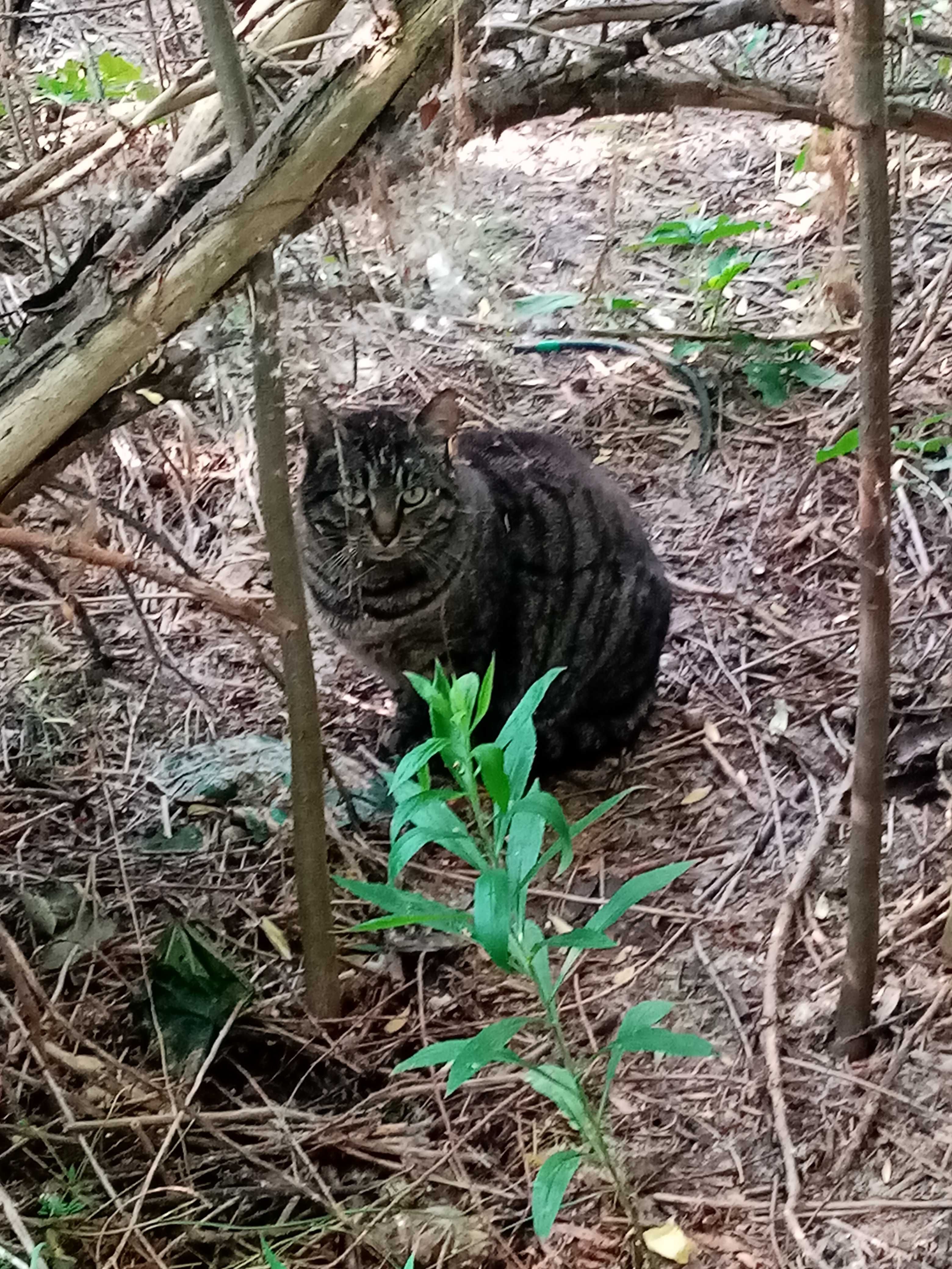 Kuleczka Zuzia, kotka z lasu, szuka cierpliwego domu.