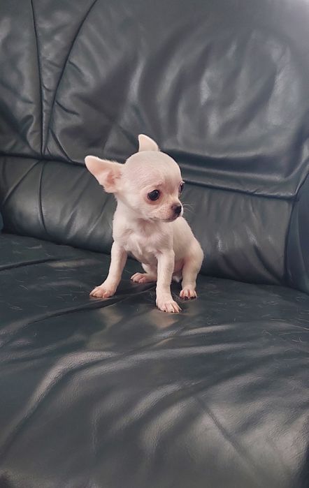 Biały maleńki piesek chihuahua
