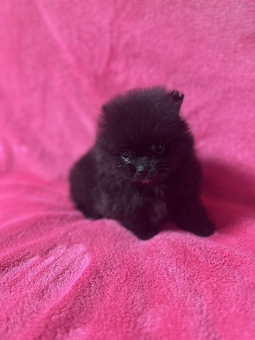 Померанчик хлопчик