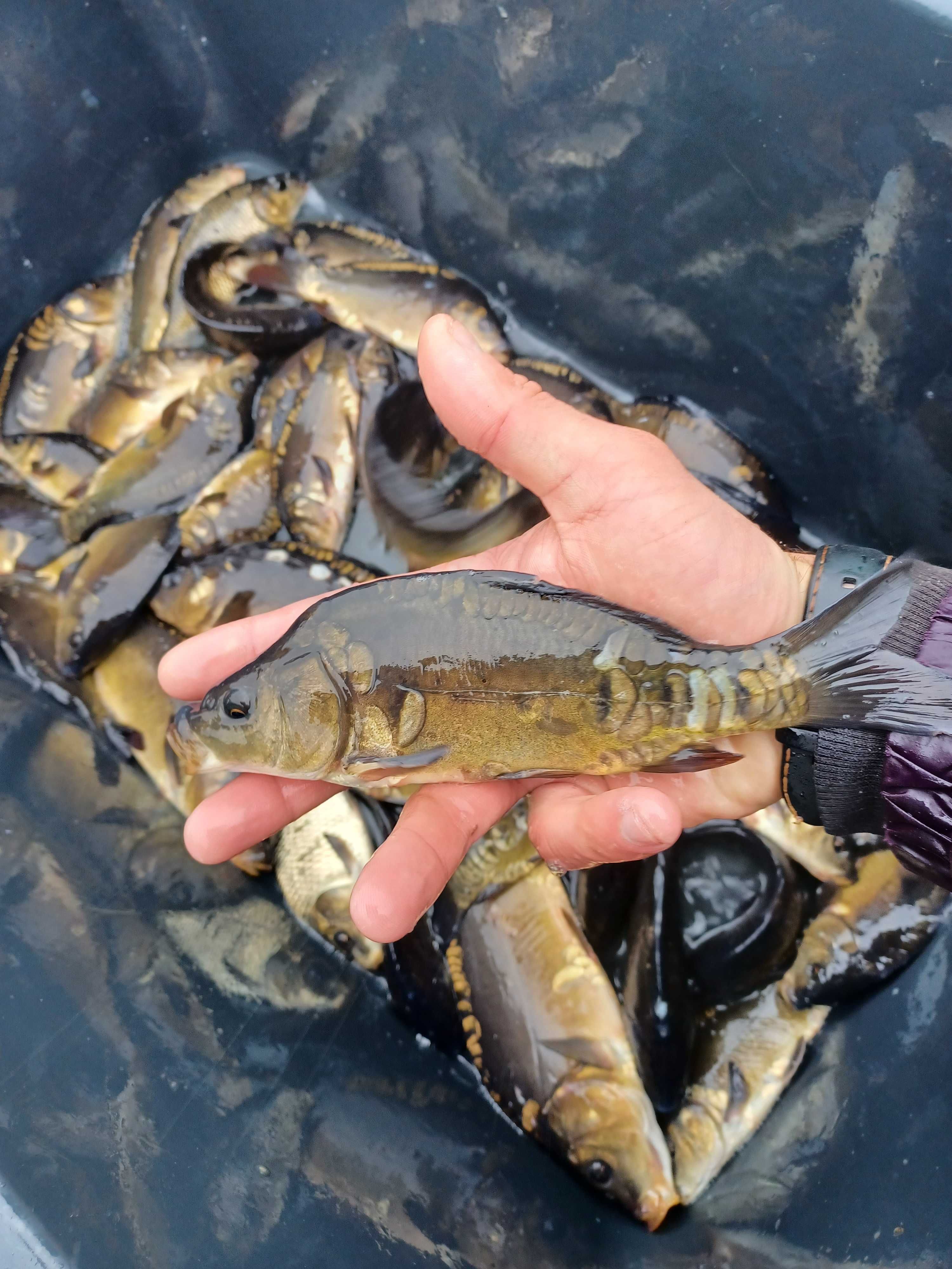 Karp narybek 12-16cm. Amur , Tołpyga , Lin i inne.