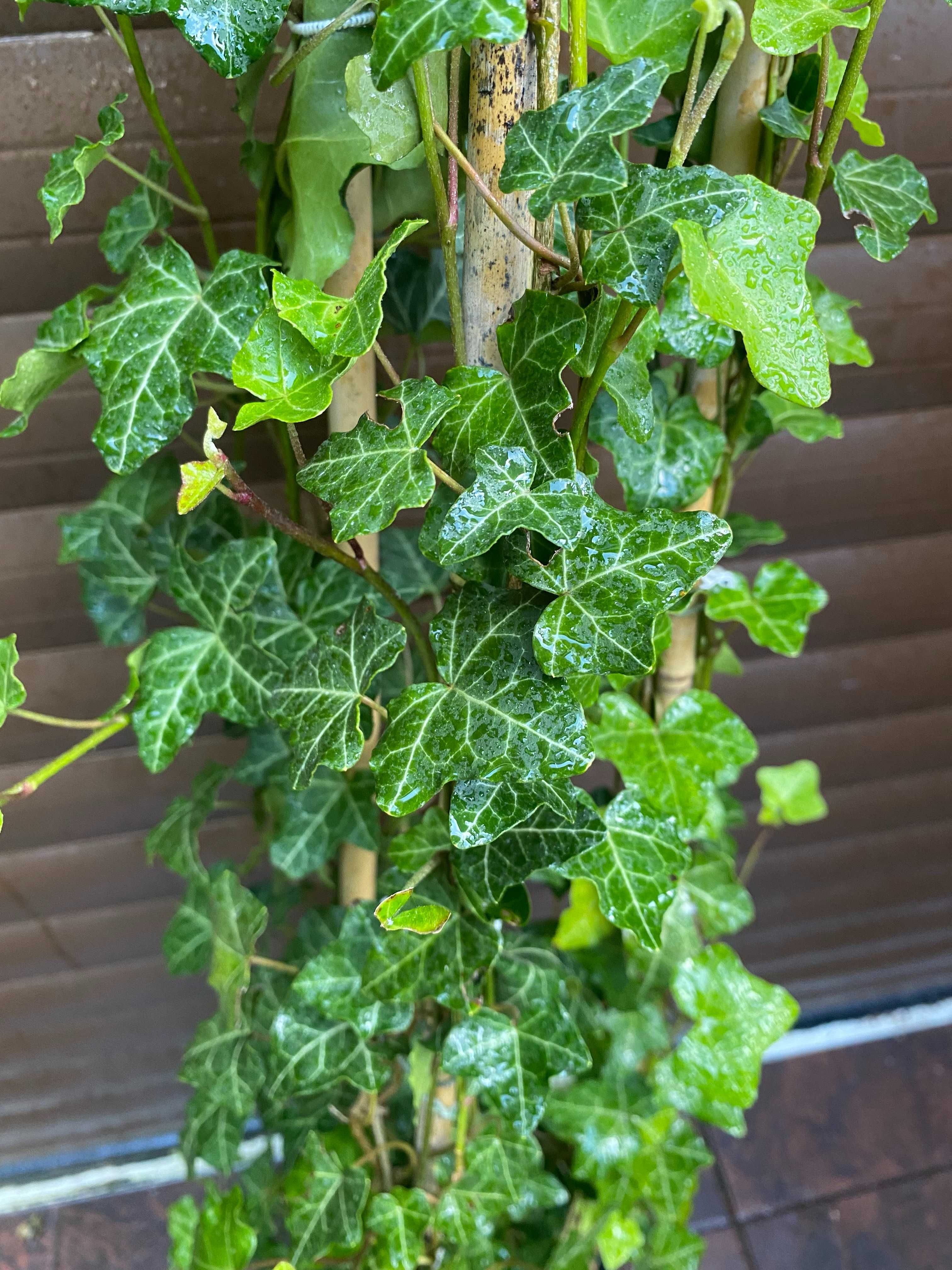 Bluszcz hedera helix 100-130 cm w dużych donicach kępa
