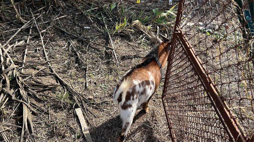 Vendo 2 cabras ana com 8 meses