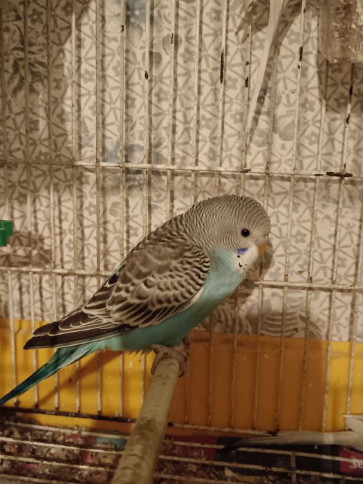 Piriquitos machos e fêmeas