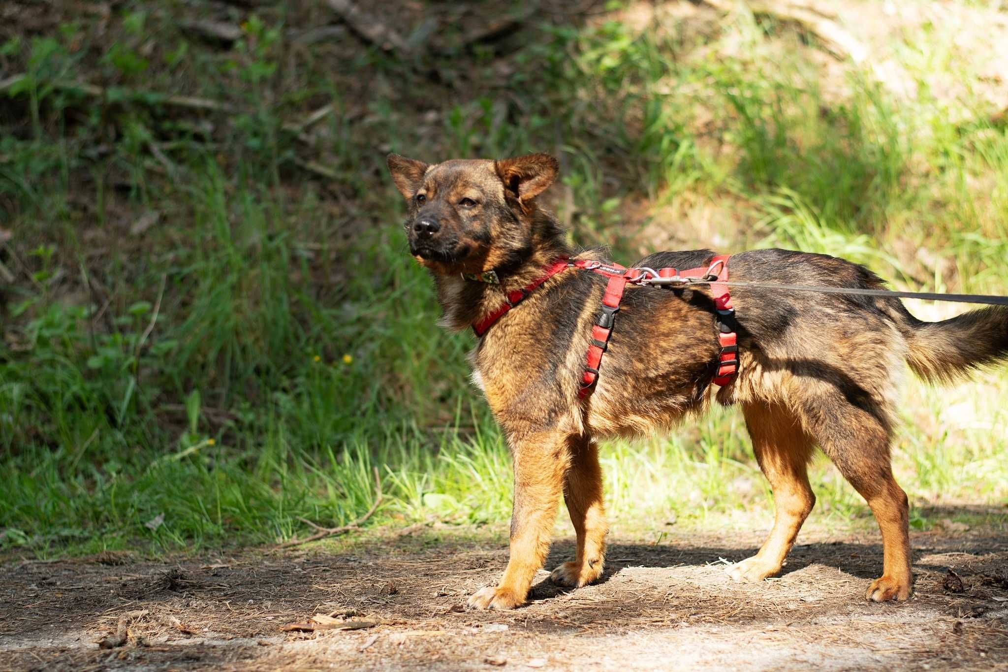 Barszczyk - uroczy, młodziutki uszatek do adopcji