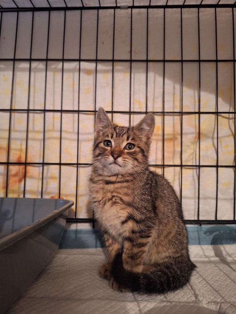 Kotka do adopcji