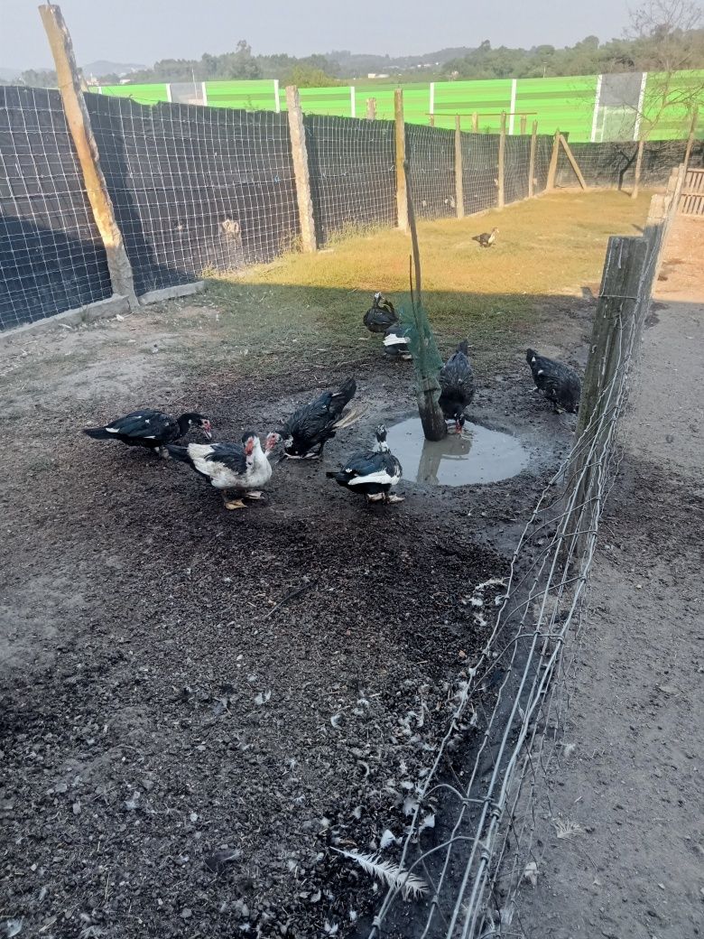 Vendo Patos Mudos