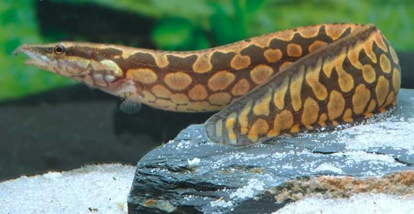 Węgorek armatus (Mastacembelus armatus) WYSYŁKA AKWAWIN