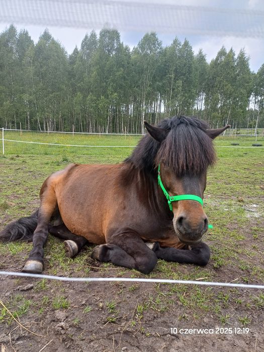 Sprzedam lub zamienię. Kuc 120cm. 6 lat. Wałach