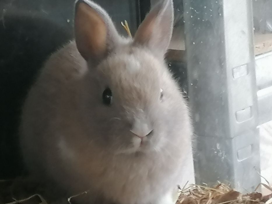 Coelhos mini holandês